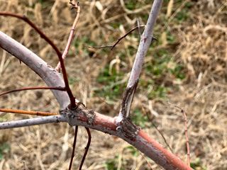 옥수수26905님의 기타작물 · 병해충상담 작성글 사진