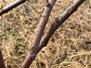 옥수수26905님의 기타작물 · 병해충상담 작성글 사진