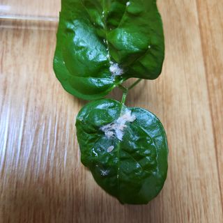 에덴가든님의 기타작물 · 병해충상담 작성글 사진