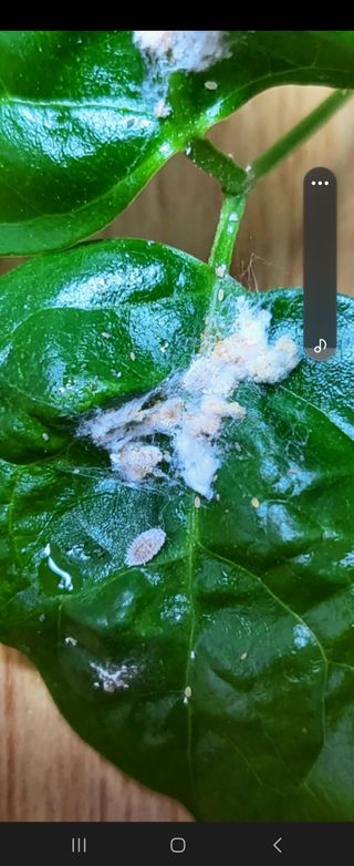 에덴가든님의 기타작물 · 병해충상담 작성글 사진