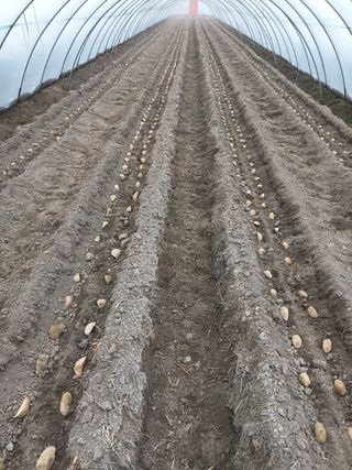 김형준님의 감자 · 자유게시판 작성글 사진