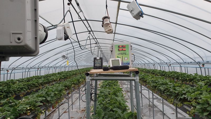 유창남님의 장터 판매 상품 [설향딸기산지직송1k(500g×2팩)] 첨부 사진