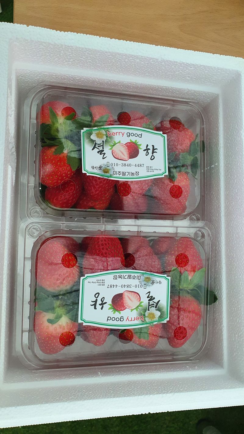 유창남님의 장터 판매 상품 [설향딸기산지직송1k(500g×2팩)] 첨부 사진
