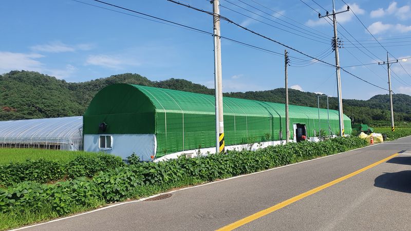 유창남님의 장터 판매 상품 [설향딸기산지직송1k(500g×2팩)] 첨부 사진