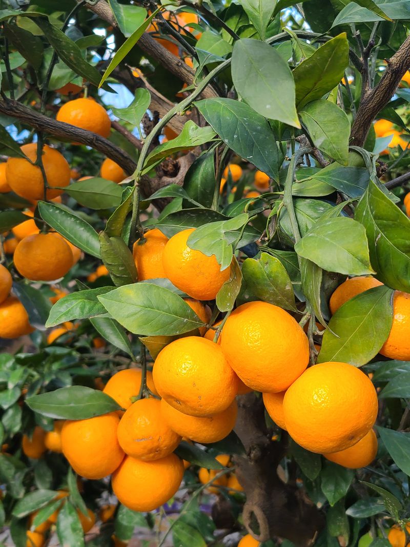 장터 상품 [궁천노지조생10kg] 썸네일