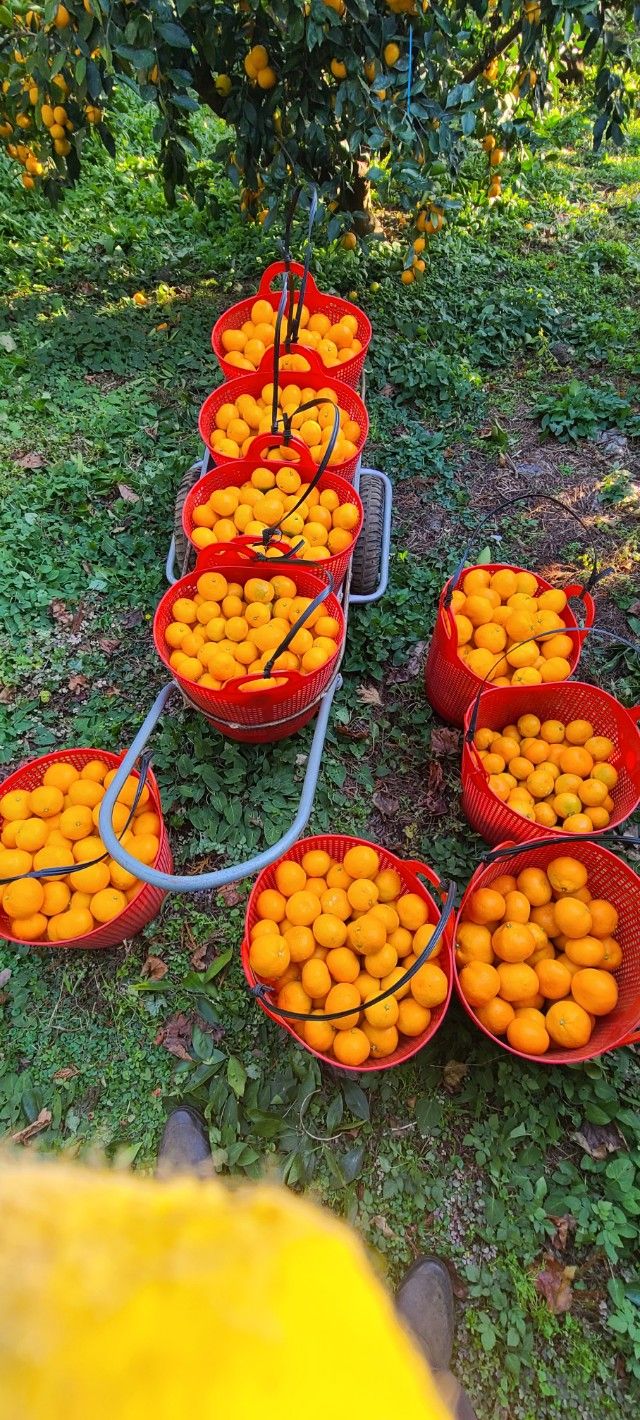 김민성님의 장터 판매 상품 [궁천노지조생10kg] 첨부 사진