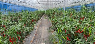 알 수 없음님의 고추 · 수확 작성글 사진