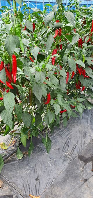 알 수 없음님의 고추 · 수확 작성글 사진