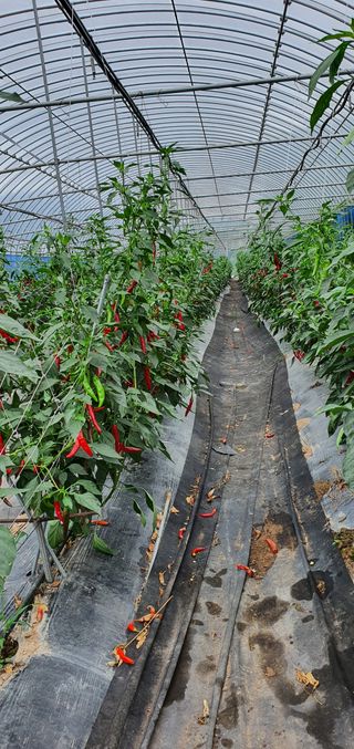 알 수 없음님의 고추 · 수확 작성글 사진