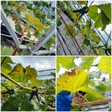 팜모닝 기타작물·병해충상담 게시글 이미지