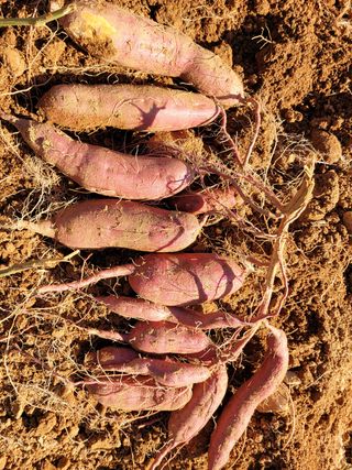 성산리농장님의 고구마 · 자유게시판 작성글 사진