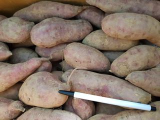 성산리농장님의 고구마 · 자유게시판 작성글 사진