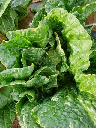 김승훈님의 배추 · 병해충상담 작성글 사진