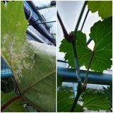 팜모닝 기타작물·병해충상담 게시글 이미지