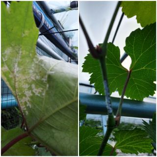 포도초보아줌마님의 기타작물 · 병해충상담 작성글 사진