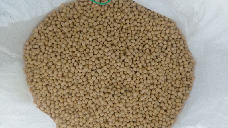 장터 상품 [2022년 재배/수확한 백태(메주콩)] 썸네일