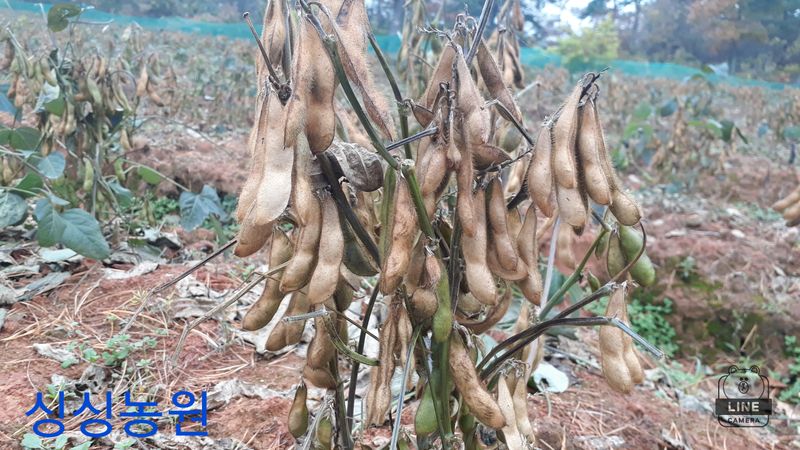 작은뜰님의 장터 판매 상품 [서리태콩] 첨부 사진