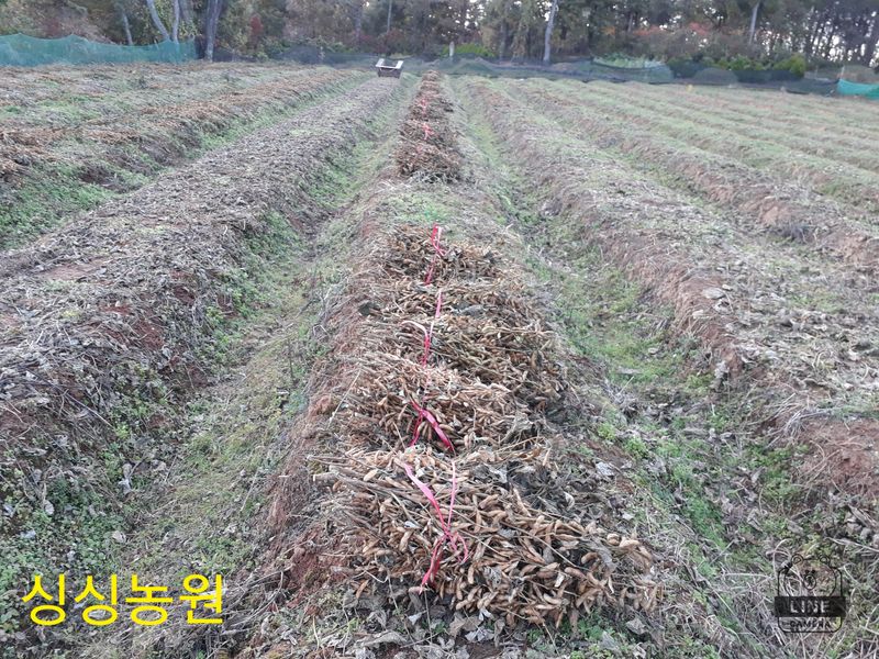 작은뜰님의 장터 판매 상품 [서리태콩] 첨부 사진