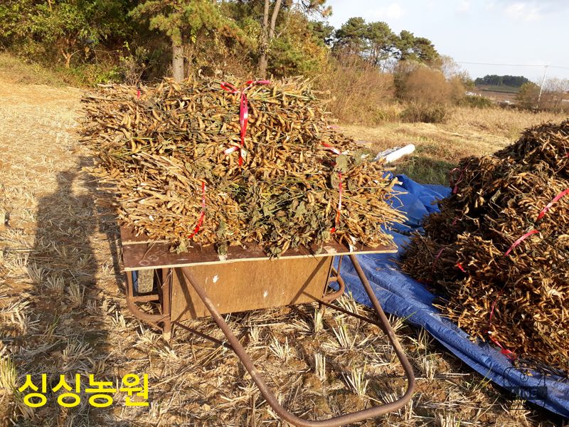 작은뜰님의 장터 판매 상품 [서리태콩] 첨부 사진