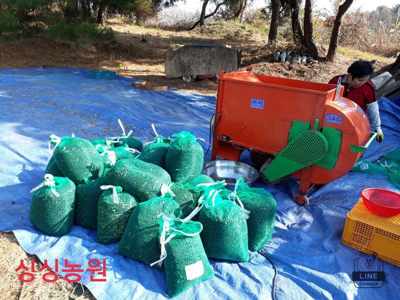 작은뜰님의 장터 판매 상품 [서리태콩] 첨부 사진