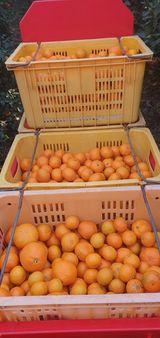 팜모닝 귤·수확 게시글 이미지