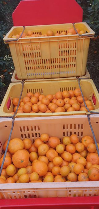 최성주님의 귤 · 수확 작성글 사진