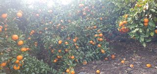 최성주님의 귤 · 수확 작성글 사진