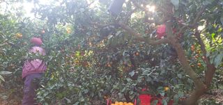 최성주님의 귤 · 수확 작성글 사진