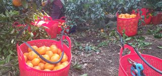최성주님의 귤 · 수확 작성글 사진