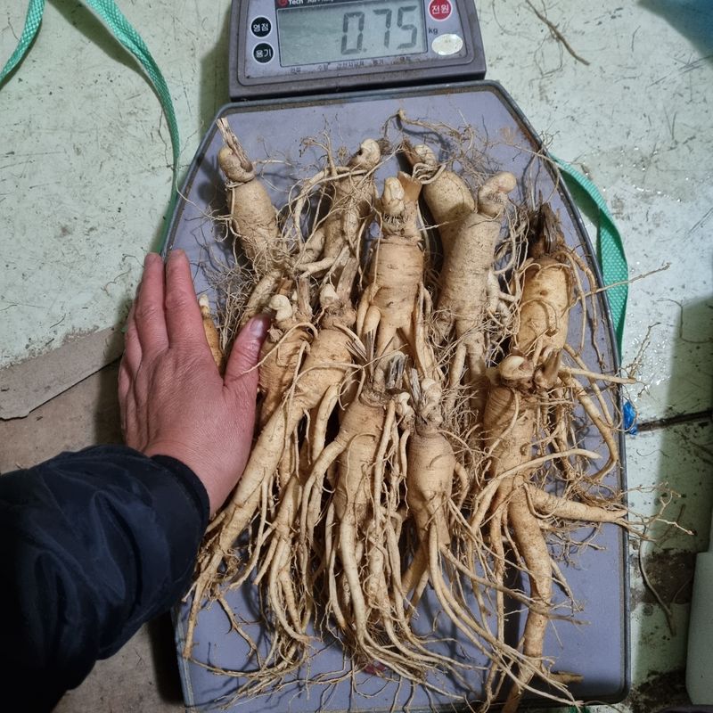 모두팜님의 장터 판매 상품 [6근 인삼 직거래합니다 750g  한채] 첨부 사진