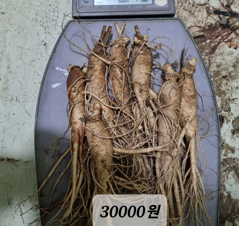 모두팜님의 장터 판매 상품 [6근 인삼 직거래합니다 750g  한채] 첨부 사진
