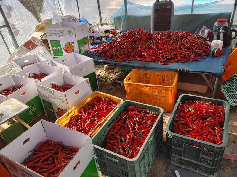 장터 상품 [고추가루판매합니다.] 썸네일