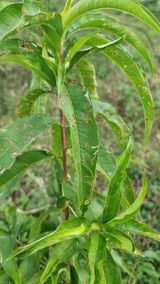 팜모닝 기타작물·병해충상담 게시글 이미지