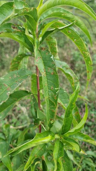피치앤체리님의 기타작물 · 병해충상담 작성글 사진