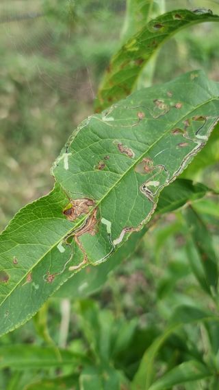 피치앤체리님의 기타작물 · 병해충상담 작성글 사진
