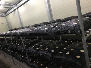 양양 느타리버섯님의 작성글 사진