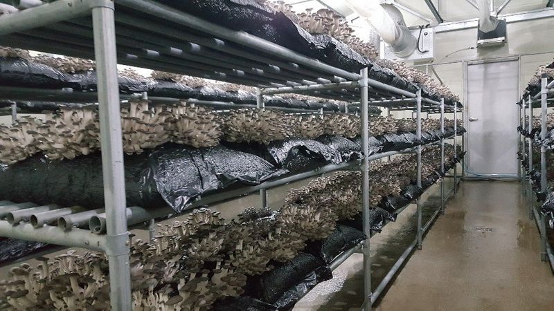 양양 느타리버섯님의 장터 판매 상품 [느타리버섯 1kg,2kg] 첨부 사진