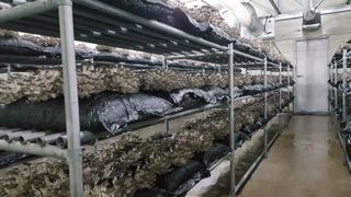 양양 느타리버섯님의 작성글 사진