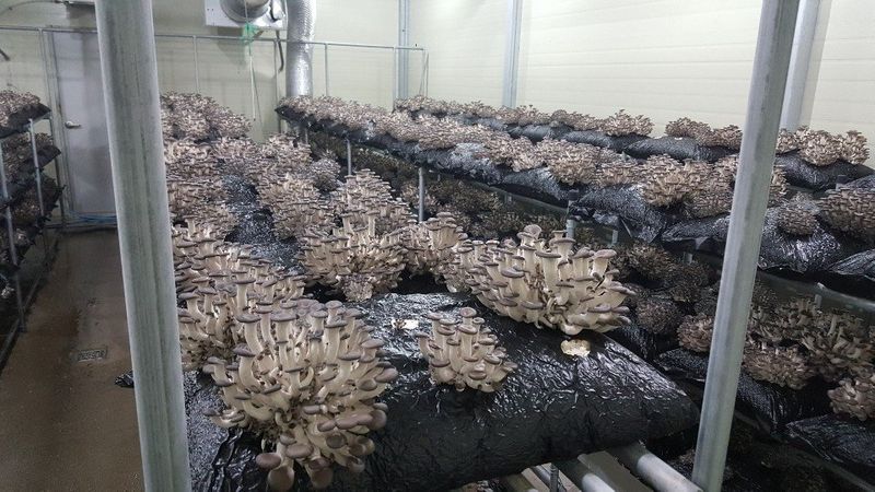 양양 느타리버섯님의 장터 판매 상품 [느타리버섯 1kg,2kg] 첨부 사진