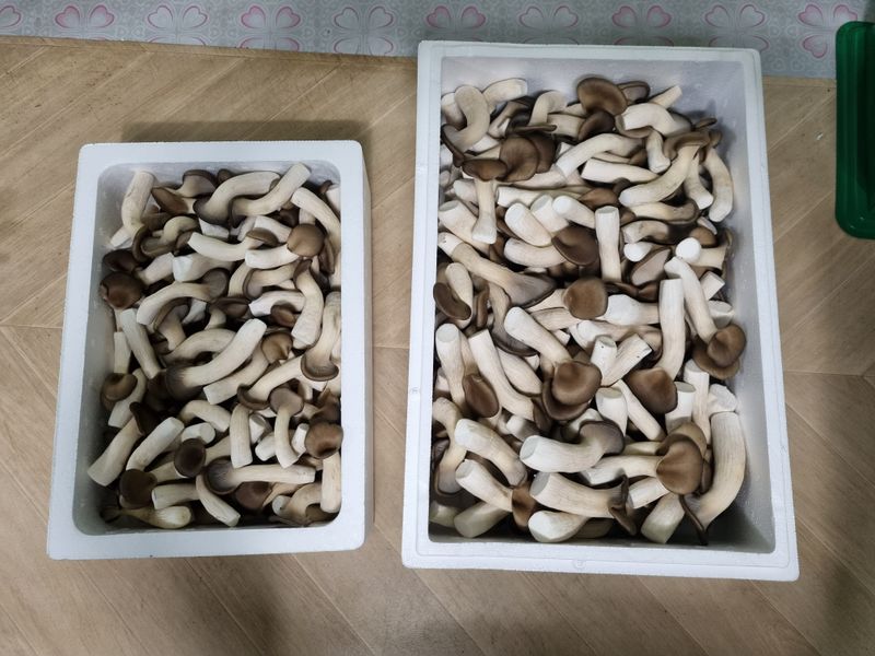 양양 느타리버섯님의 장터 판매 상품 [느타리버섯 1kg,2kg] 첨부 사진