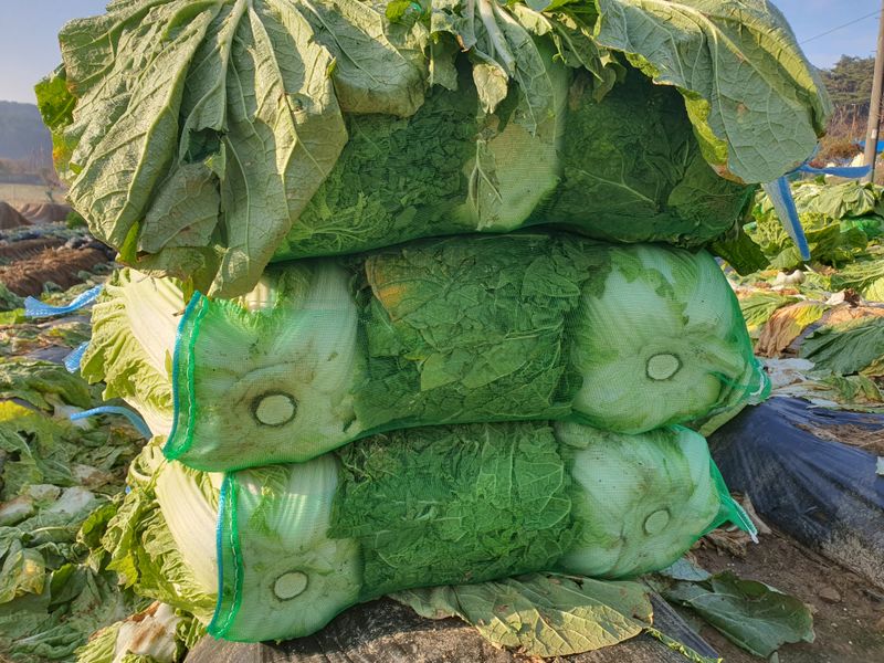 장터 상품 [배추 502망 세포기 한망] 썸네일