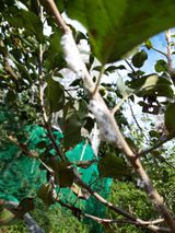 팜모닝 사과·병해충상담 게시글 이미지