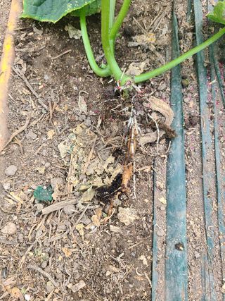 미소배달님의 오이 · 병해충상담 작성글 사진