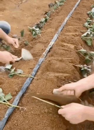 알 수 없음님의 고구마 · 자유게시판 작성글 사진