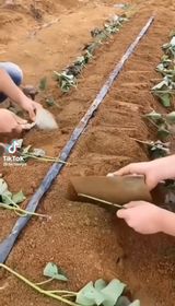 팜모닝 고구마·자유게시판 게시글 이미지