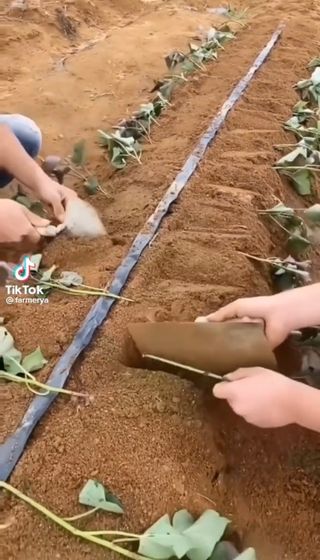 알 수 없음님의 고구마 · 자유게시판 작성글 사진