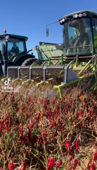 안성맞춤고추농원님의 고추 · 일상 작성글 사진