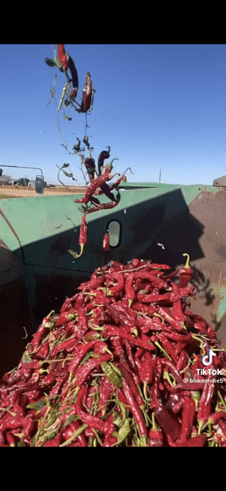 안성맞춤고추농원님의 고추 · 일상 작성글 사진