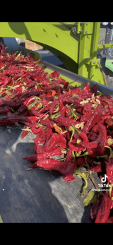 팜모닝 고추·일상 게시글 이미지