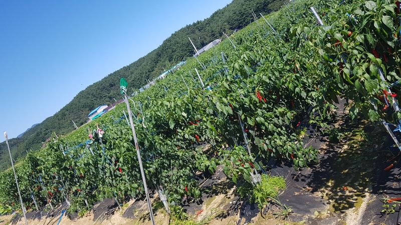 장터 상품 [양양 고추가루 판매합니다 (판매완료)] 썸네일